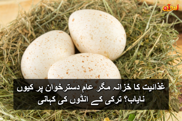 غذائیت کا خزانہ مگر عام دسترخوان پر کیوں نایاب؟ ترکی کے انڈوں کی کہانی