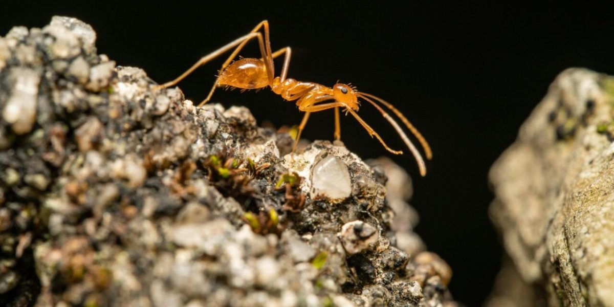 Electric Ant Infestation in France's Var Department Poses Serious Threat