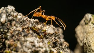 Electric Ant Infestation in France's Var Department Poses Serious Threat