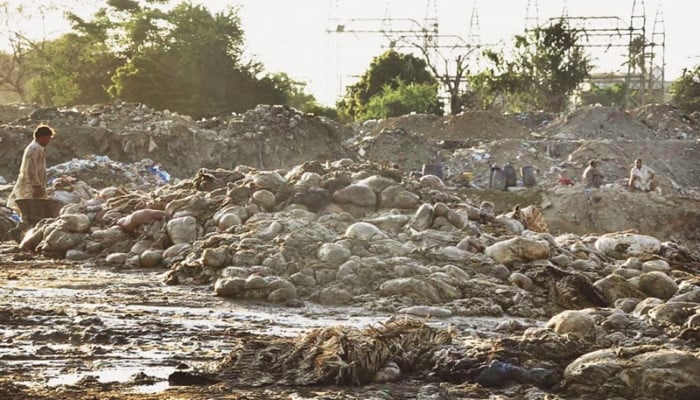 Punjab Imposes Rs50,000 Fine for Eid Animal Waste